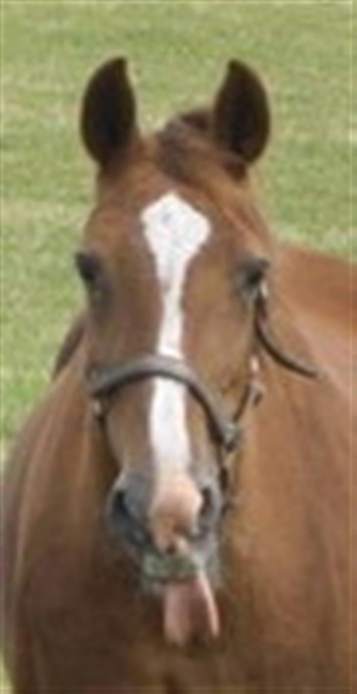 Anden særlig race Junni - RIP billede 8