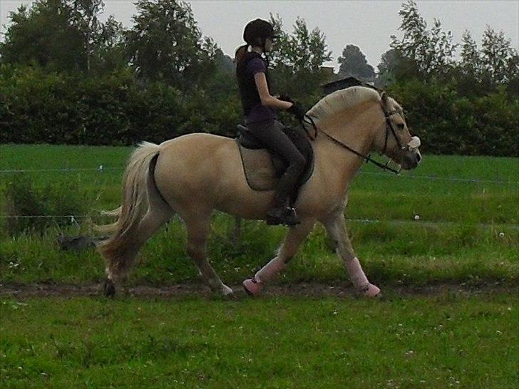 Fjordhest Bassemor *Min plejepony* - Foto: Lykke billede 12