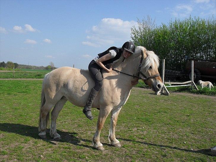 Fjordhest Bassemor *Min plejepony* - En krammer til verdens bedste plejepony :)<3 Foto: Kiki billede 13