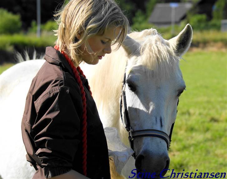 Welsh Pony af Cob-type (sec C) Capri billede 17