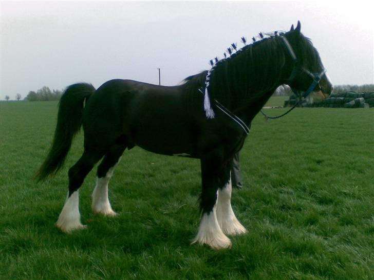 Shire Golchener Hof King Ralph billede 8