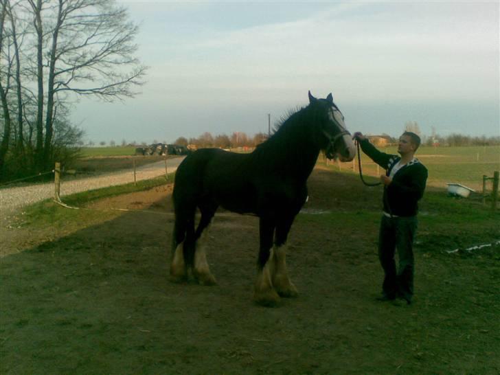 Shire Golchener Hof King Ralph - Ralph som ung hest. billede 9