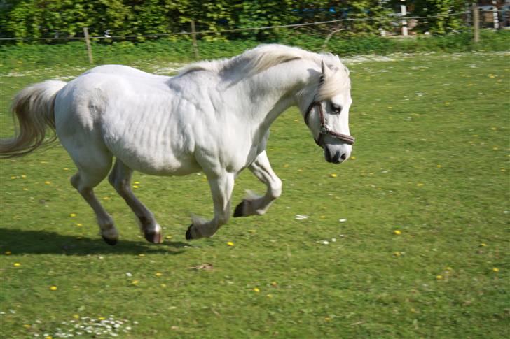 Welsh Pony (sec B) Fiona - R.I.P. - smukke fiona. billede 20