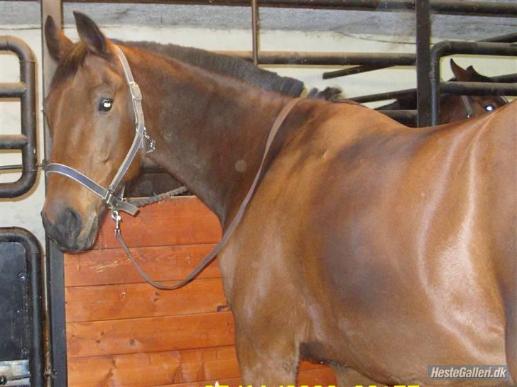 Traver Fasten Seat Belt  R.I.P. - Billede taget og udlånt af Lisette. Tak. billede 19