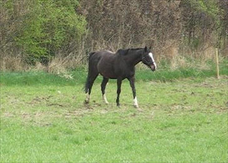 Anden særlig race Minella "Solgt" billede 18