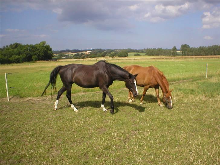 Anden særlig race Minella "Solgt" billede 19