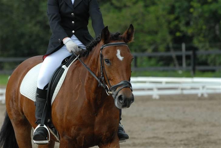 New Forest Fire Fod Joanna-solg t:-( billede 18