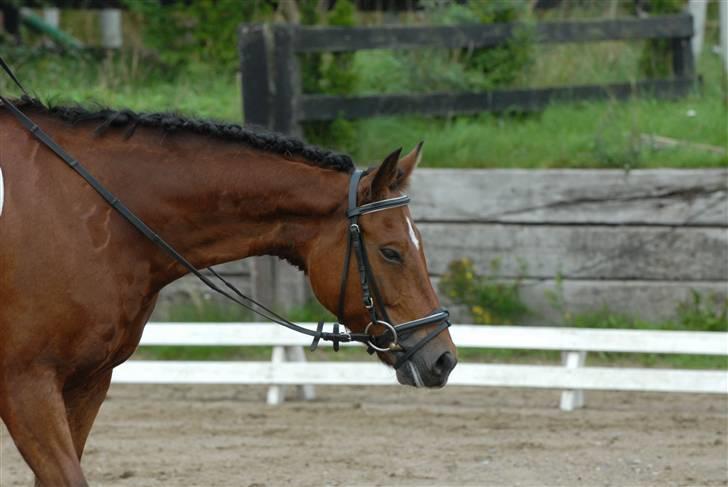 New Forest Fire Fod Joanna-solg t:-( billede 20