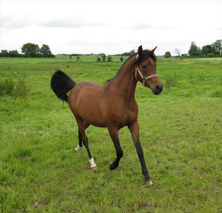 Arabisk fuldblod (OX) E`xtravaganza *SOLGT* billede 32