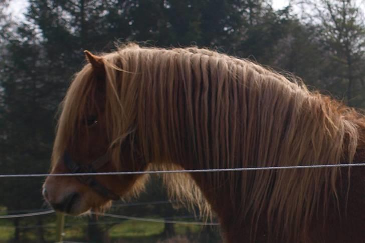 Gotlandsruss GSF Patriot Pan (DØD) - Smukke smukke hingstebasse (desværre i modlys) billede 3