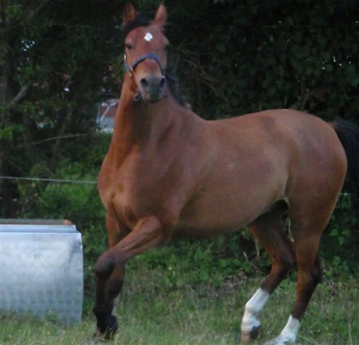 Welsh Partbred (Sec F)  Andy Capp - Andy Hygge dag før stævne Fotograf: Anna - ($TSG$) billede 13