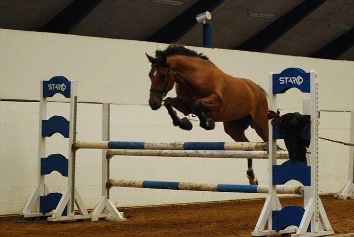 Welsh Partbred (Sec F)  Andy Capp billede 14