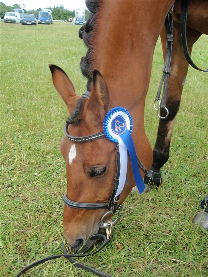 Welsh Partbred (Sec F)  Andy Capp - Andenplads i kragelund. FotoGraf: Anna ($TSG$) billede 15