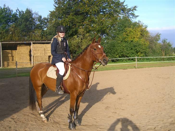 Welsh Partbred (Sec F)  Andy Capp - gud! hvor er du dejlig skat billede 16