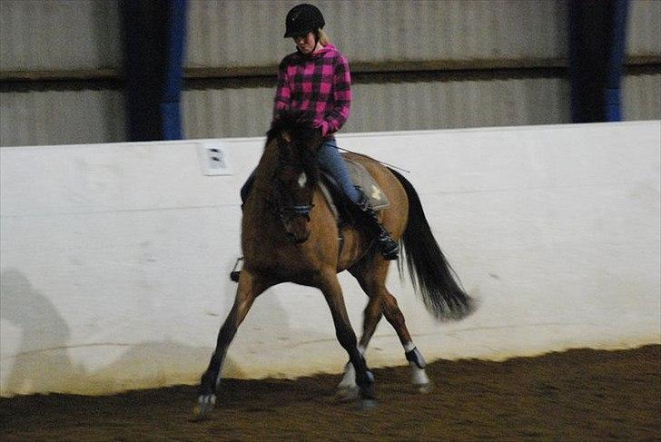 Welsh Partbred (Sec F)  Andy Capp billede 17