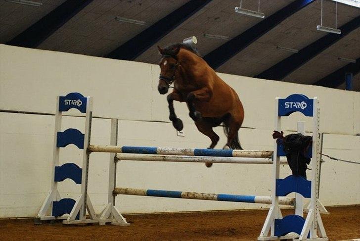 Welsh Partbred (Sec F)  Andy Capp - skulle lige prøve min nye springsadel:) billede 18