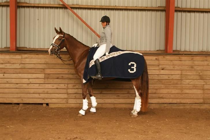 Hollandsk Varmblod Zunita billede 14