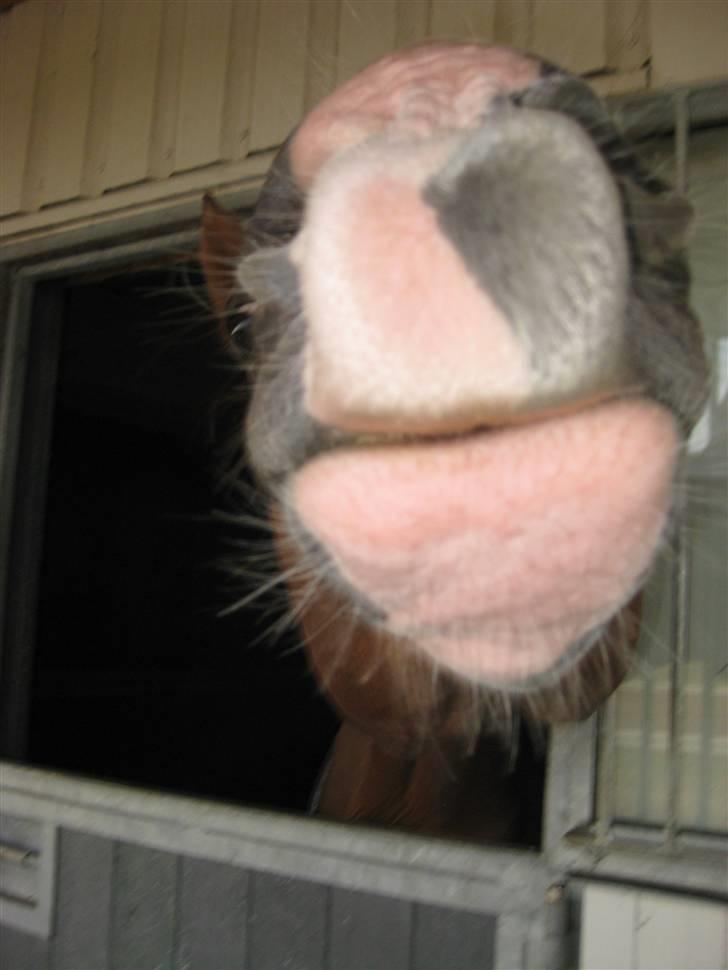 Hollandsk Varmblod Zunita billede 15