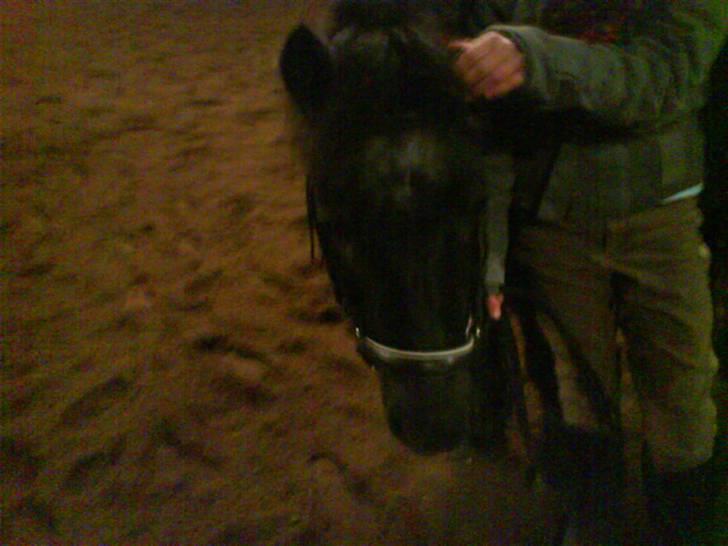 Shetlænder King Kong <3 billede 18