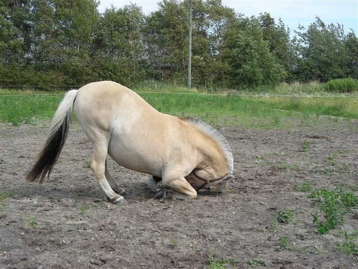 Fjordhest felix R.I.P - felix nejer (: billede 2