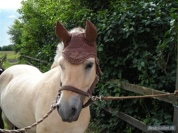 Fjordhest felix R.I.P - felix med hut :P billede 3