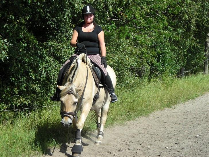 Fjordhest felix R.I.P - skridter af billede 4