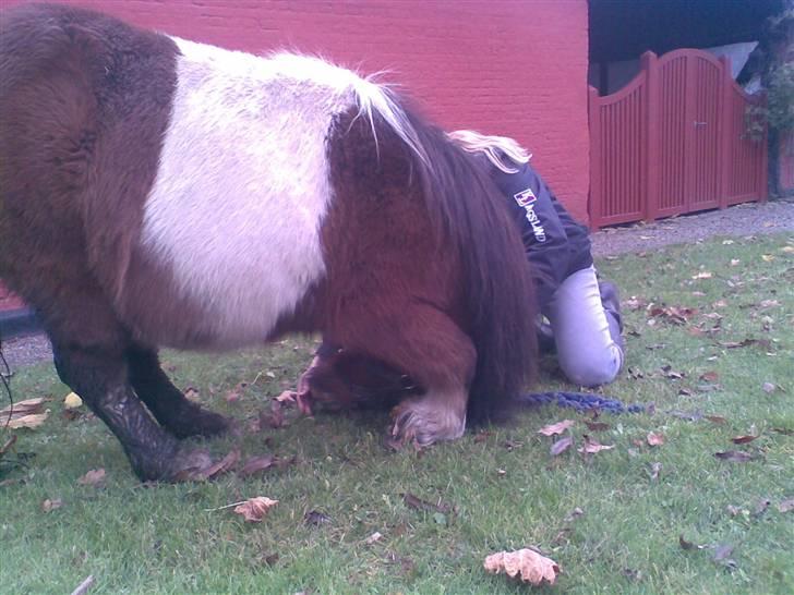 Shetlænder Valdemar!<3 (L' ILY!<3  - Valle nejer billede 16