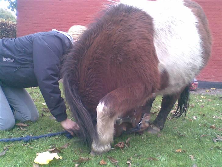 Shetlænder Valdemar!<3 (L' ILY!<3  - smukke  billede 17