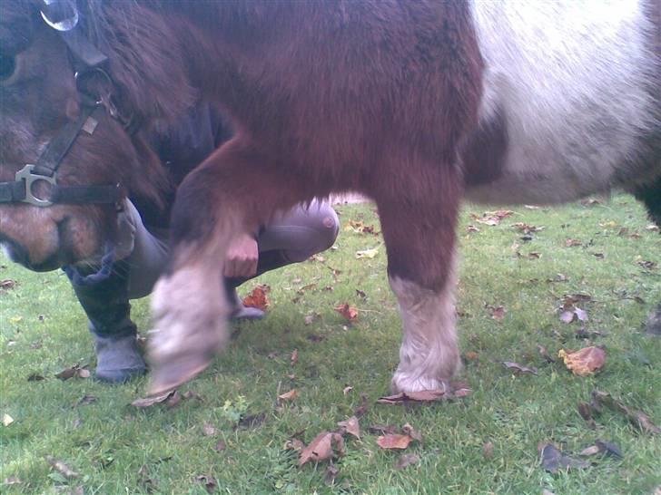 Shetlænder Valdemar!<3 (L' ILY!<3  - spanske skridt billede 18