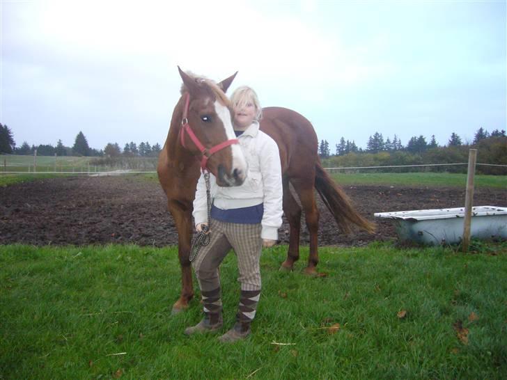 Tysk Sportspony cira*aflivet* - jeg står lidt dumt det ved jeg godt billede 1