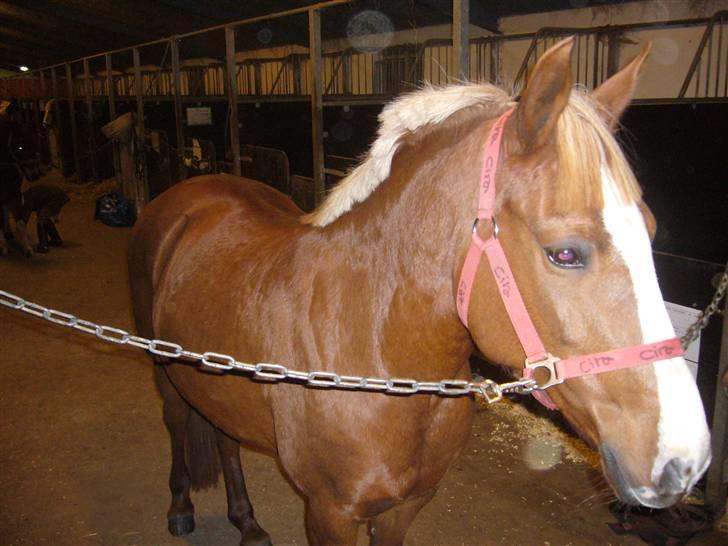 Tysk Sportspony cira*aflivet* - er hun ikke bare fin billede 2