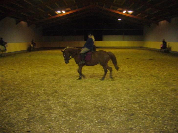 Tysk Sportspony cira*aflivet* - der er den første gang jeg red på hinde efter jeg fik hinde billede 4