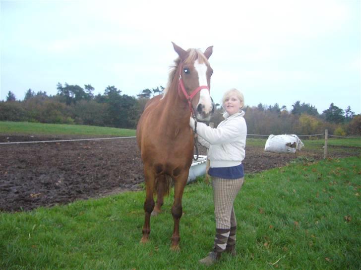 Tysk Sportspony cira*aflivet* - hun ville ikke stå stille:):)hehe billede 5