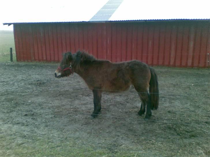 Shetlænder loui billede 12