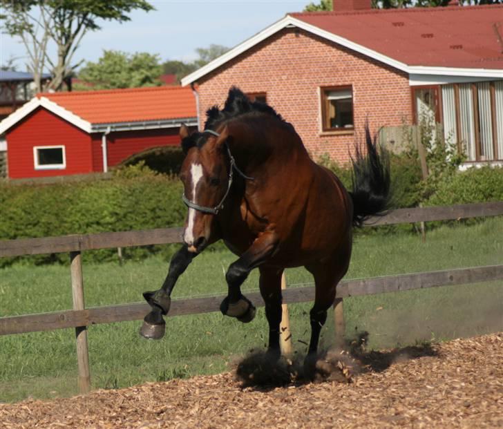 Oldenborg Bugno - Mere bukkespring billede 1