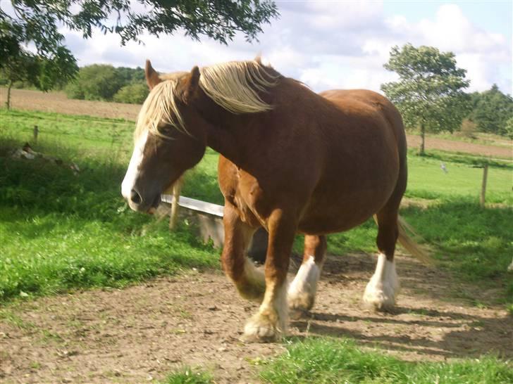 Jyde Silvia - : foto miig billede 10