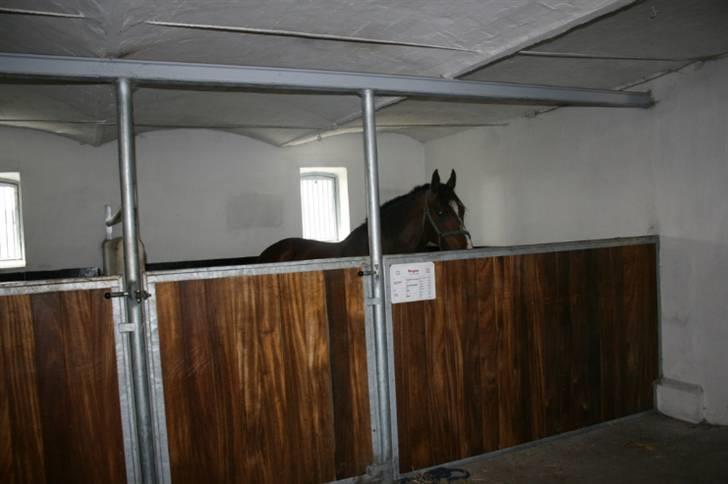 Oldenborg Bugno - Bugno i hans boks billede 4