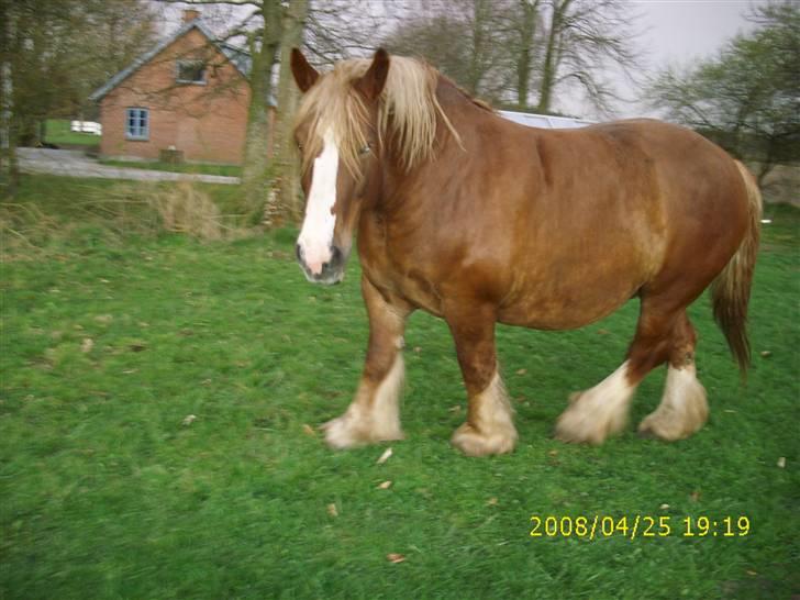 Jyde Silvia - : foto miig billede 11