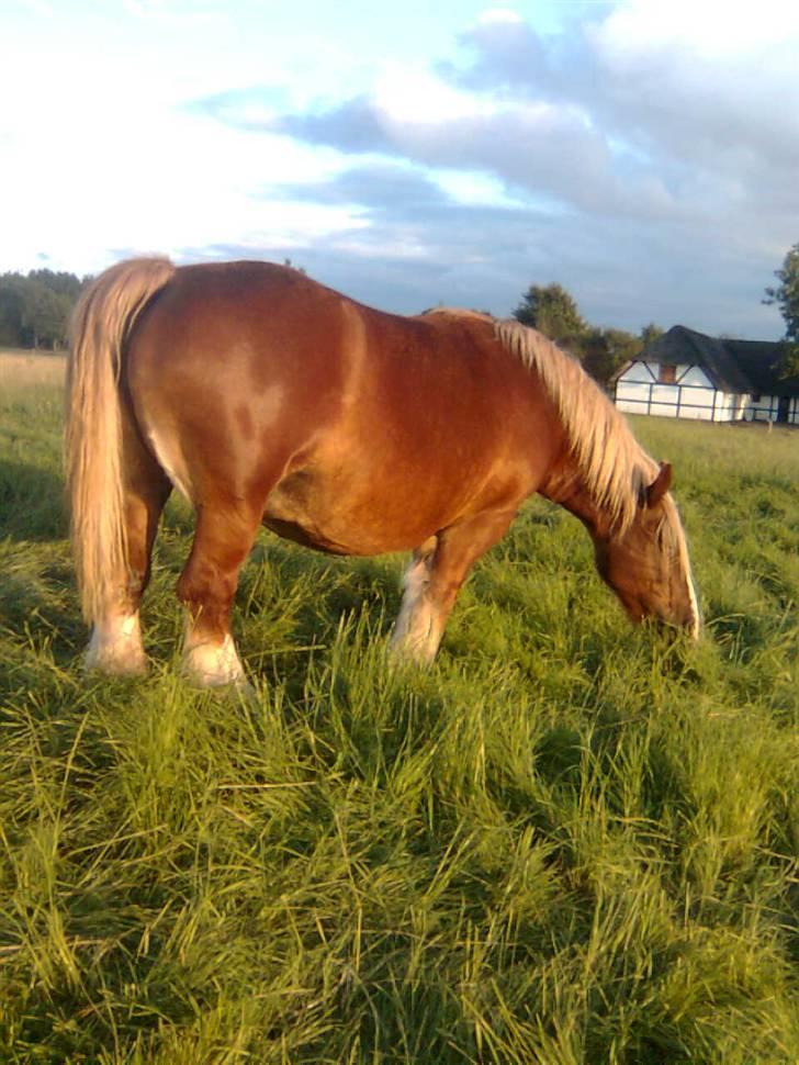 Jyde Silvia - hehe hvis hun er i nogen form så er det kage form hehe : foto miig billede 12