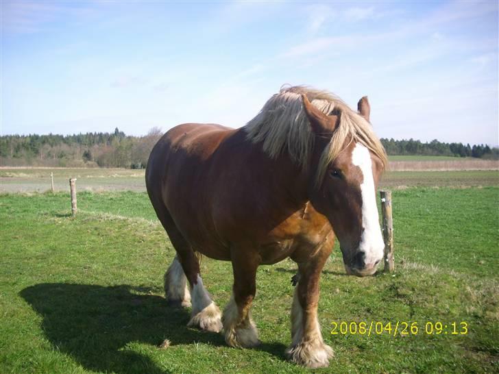 Jyde Silvia - : foto miig billede 13