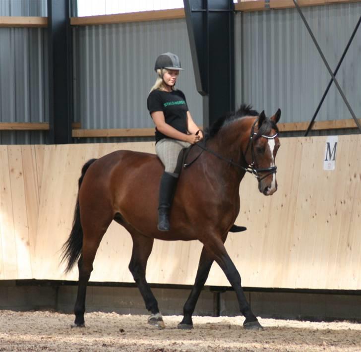 Oldenborg Bugno - Min Bugno i hallen med Kristina på ryggen billede 5