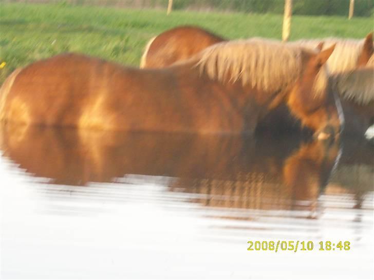 Jyde Silvia - fluerne iratere så man går da bare ud i vannet : foto miig billede 14