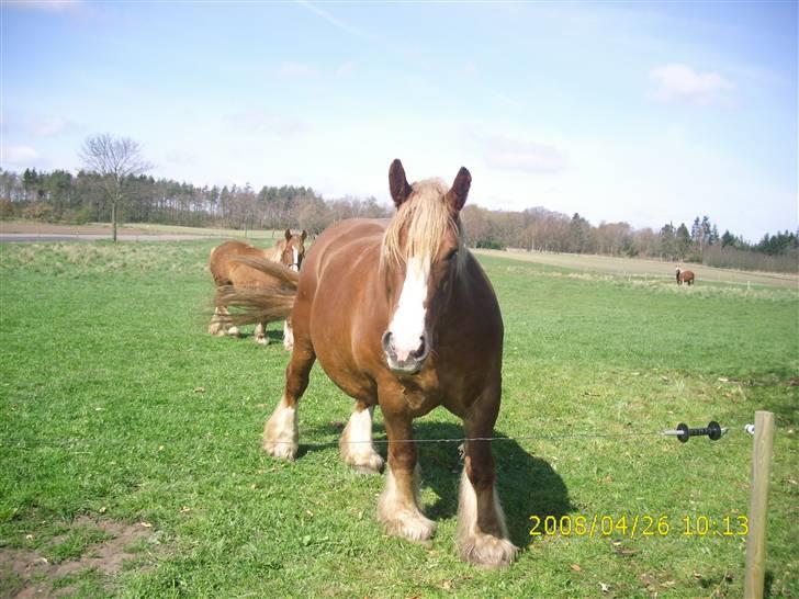 Jyde Silvia - : foto miig billede 15