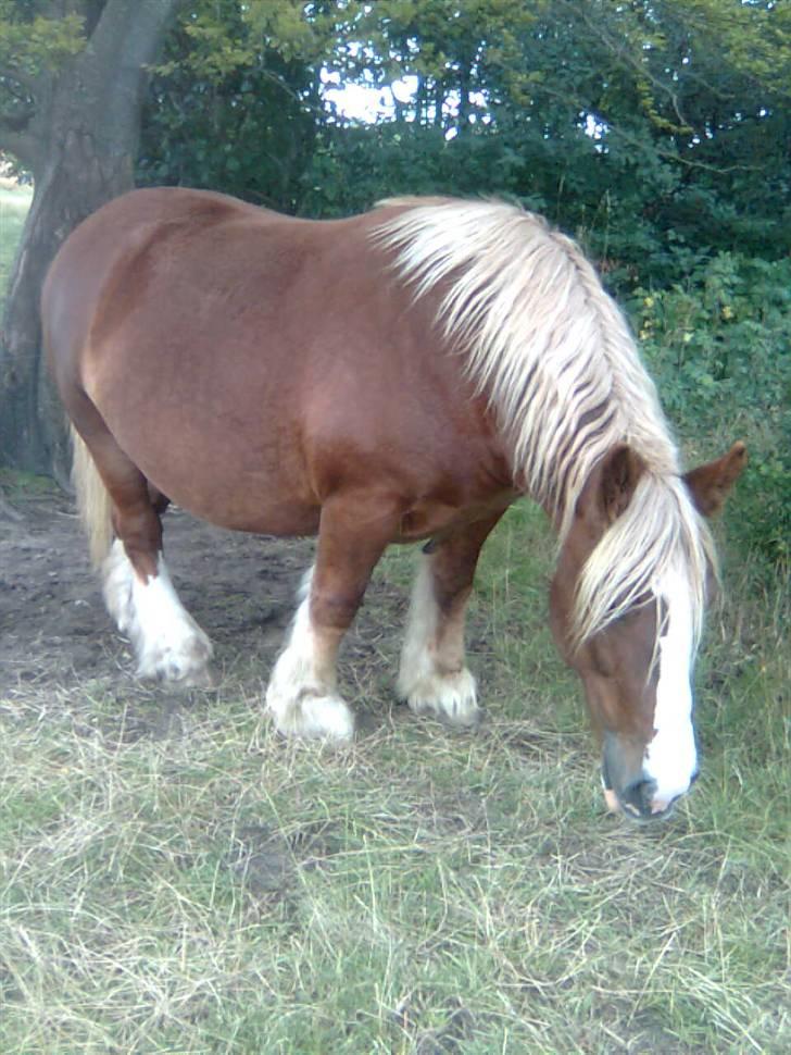 Jyde Silvia - : foto miig billede 16