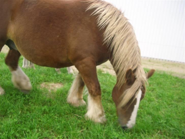 Jyde Silvia - : foto miig billede 17