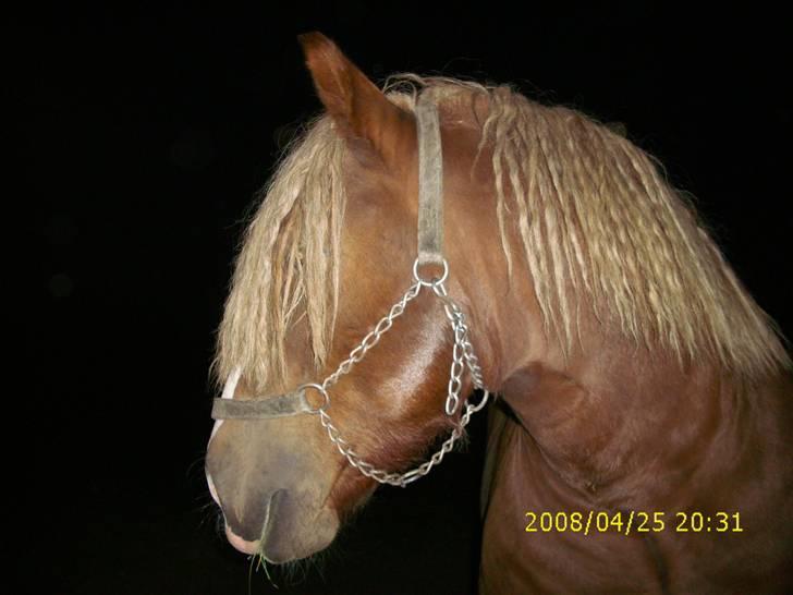 Jyde Simon (avl) - : foto miig billede 10