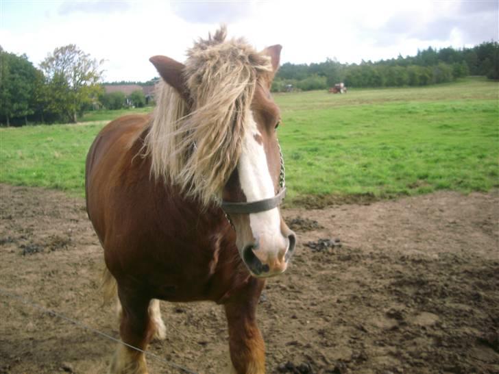 Jyde Simon (avl) - : foto miig billede 15