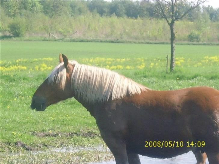 Jyde Linda (avl) - jeg har noget i næsen var er det : foto miig billede 8