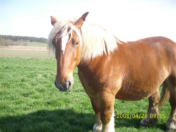 Jyde Linda (avl) - se mig: foto miig billede 12