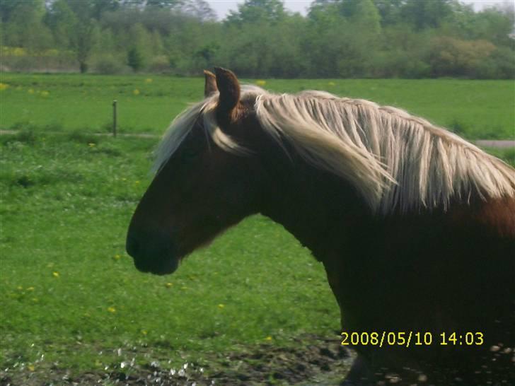 Jyde Linda (avl) - nærbilled af en dejlig  hest : foto miig billede 13